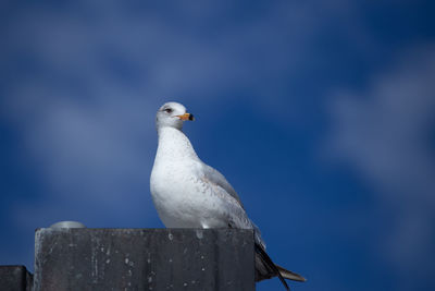 Low angle view of seagull perching on wooden post