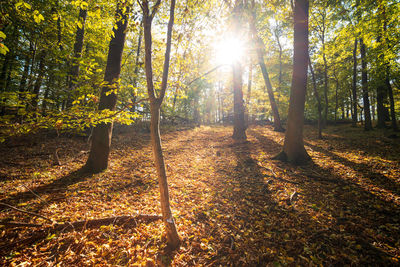 Sunlight streaming through trees in forest