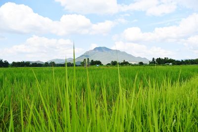 Scenic view of agricultural field against sky