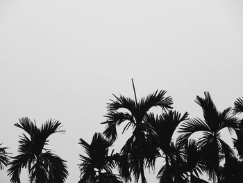 Low angle view of palm trees against clear sky