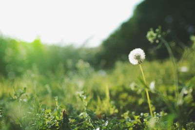 Close-up of flowers on field