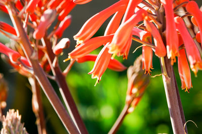 Close-up of red plant