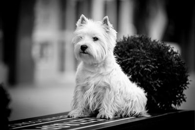 Close-up portrait of white dog sitting on bench