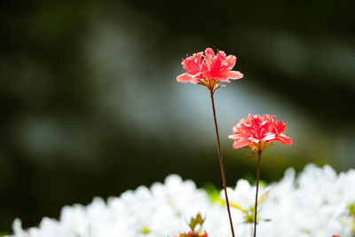 Close-up of flowers blooming outdoors