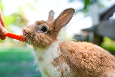 Close-up of rabbit