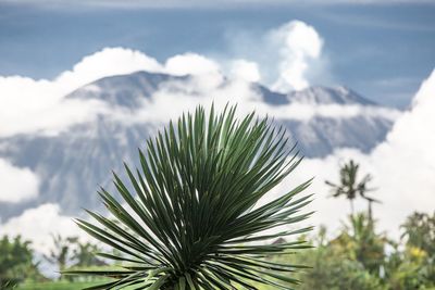 Palm tree against sky