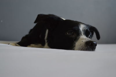 Close-up portrait of black dog