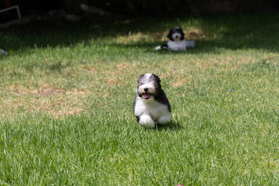 An adorable havanese puppy running through grass