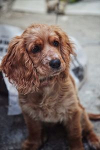 Close-up portrait of dog looking at camera