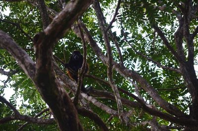 Low angle view of bird perching on tree