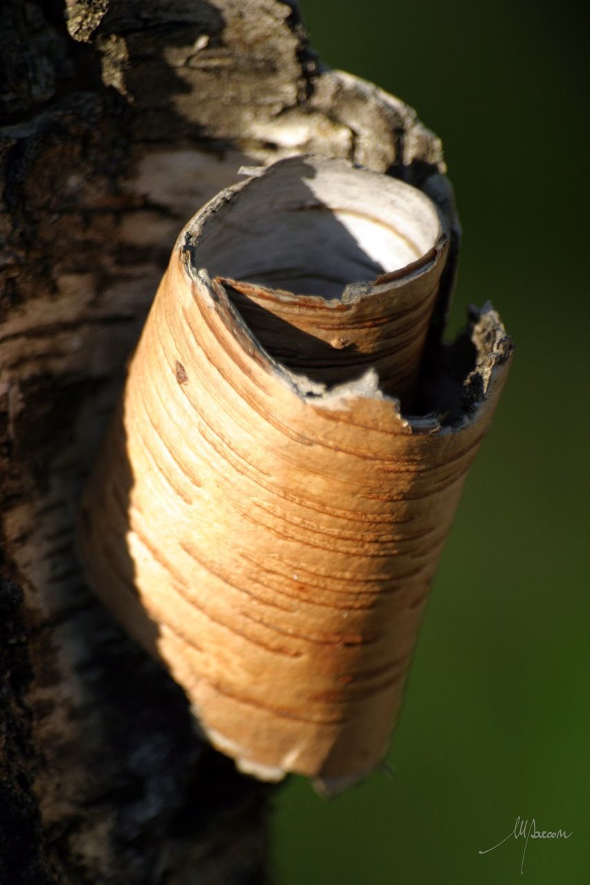 HIGH ANGLE VIEW OF SHELL ON TREE