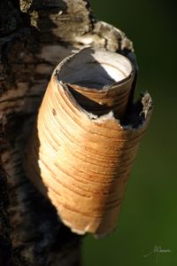 Close-up of shell on tree trunk