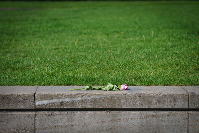 High angle view of pink rose on retaining wall by grassy field