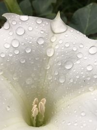 Close-up of raindrops on leaf