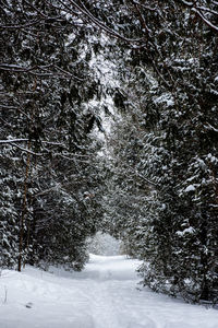 Snow covered land and trees in forest