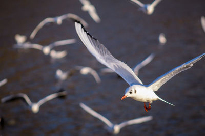 Seagull flying