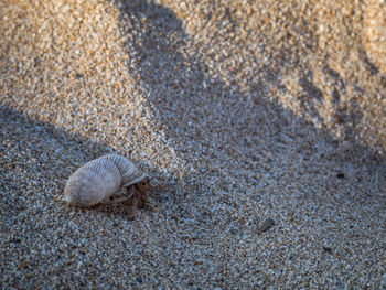 Close-up of seashell on beach