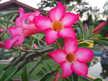 Close-up of pink flowers blooming outdoors