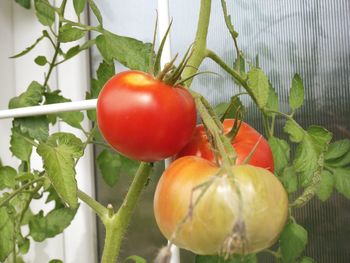 Close-up of tomatoes growing on plant