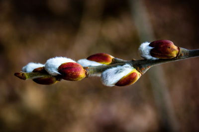 Close-up of buds on twig