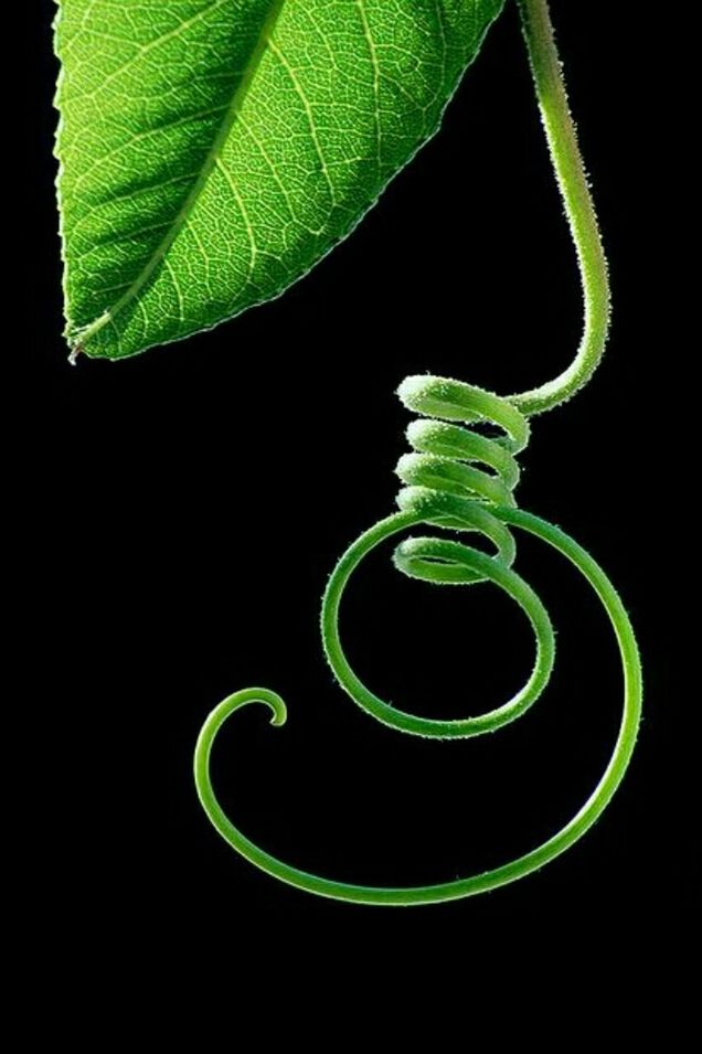 Twist plant