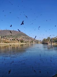 Flock of birds flying in the sky