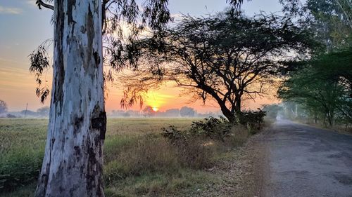 Trees on field against sky at sunset