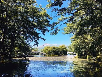 Reflection of trees in calm water