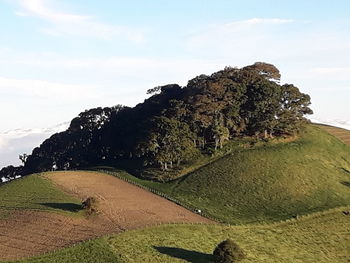 Tree on field against sky