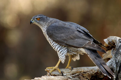 Close-up of bird perching on rock