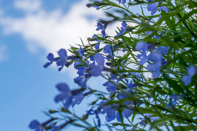 Low angle view of purple flowers on tree