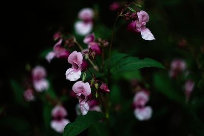 Close-up of pink cherry blossoms