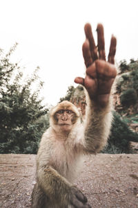 Portrait of monkey gesturing while sitting on field against clear sky