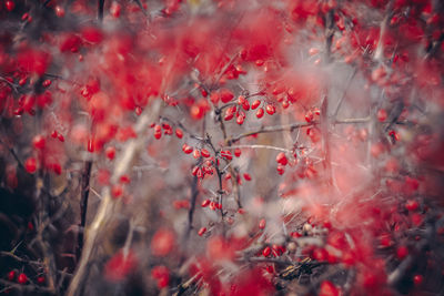 Close-up of red maple tree during autumn