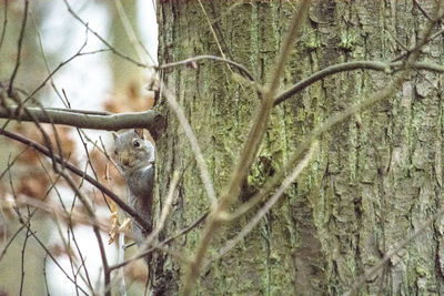 Full frame shot of tree