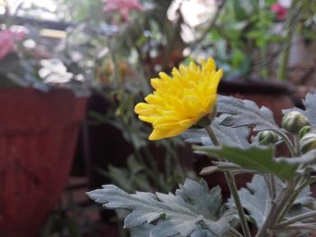 Close-up of yellow flower