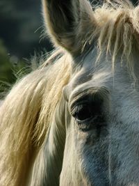 Close-up of horse