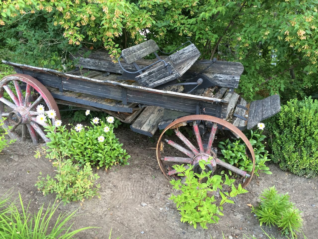 plant, growth, green color, transportation, wood - material, wheel, abandoned, tree, nature, old, day, outdoors, the way forward, bicycle, grass, no people, high angle view, footpath, steps, wood