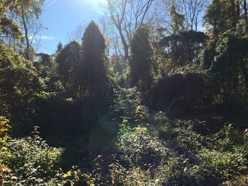 Low angle view of trees against sky