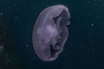 Close-up of jellyfish swimming in sea