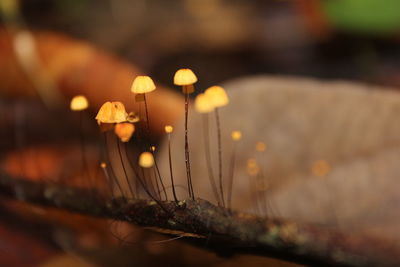 Close-up of water at night