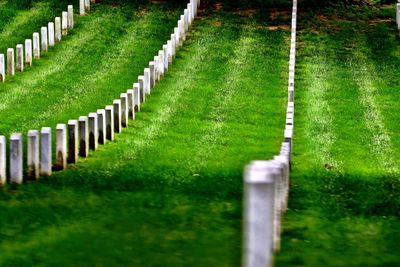 Plants growing in cemetery