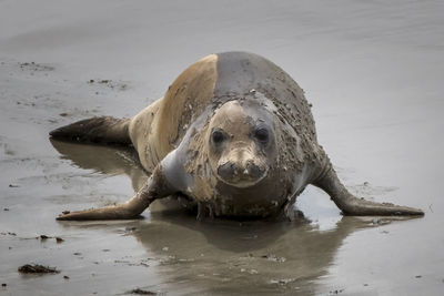 Close-up of turtle on beach