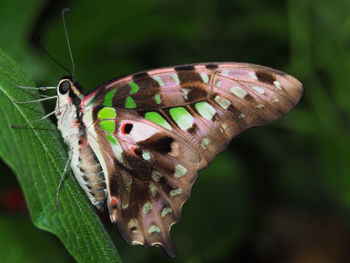 Close-up of butterfly on flower