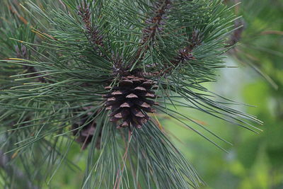 Close-up of pine tree