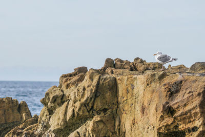 Low angle view of bird perching on rock by sea against clear sky