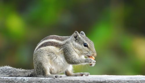 Close-up of squirrel on wood