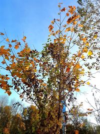 Low angle view of autumn tree against sky