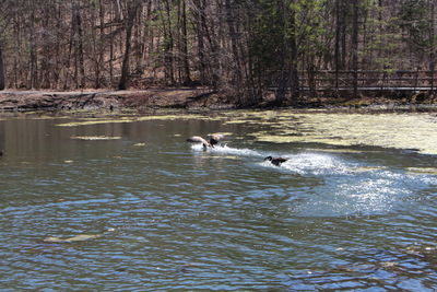 Swimming in lake with trees in background