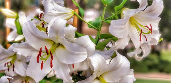 Close-up of white flowering plant